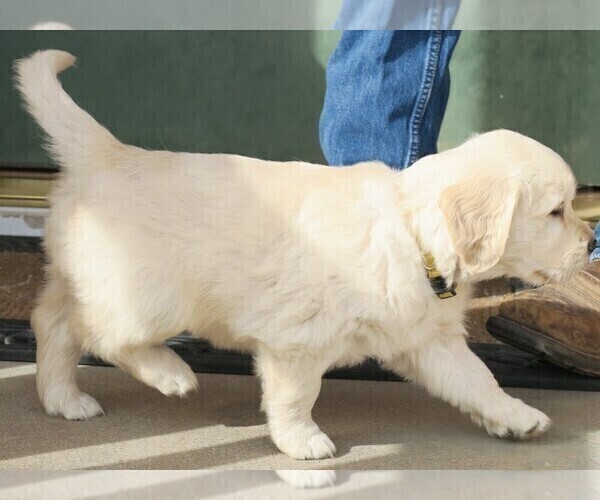 Medium Photo #5 Golden Retriever Puppy For Sale in PARTRIDGE, KS, USA