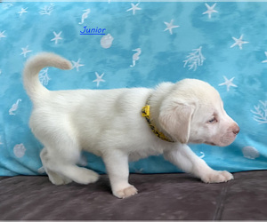 Labrador Retriever Puppy for sale in PALM COAST, FL, USA