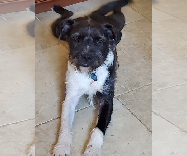 Medium Photo #10 American Staffordshire Terrier-Unknown Mix Puppy For Sale in Rosenberg, TX, USA