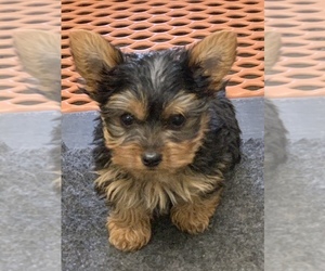 Medium Yorkshire Terrier