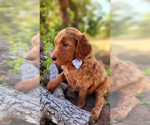 Goldendoodle Puppy for Sale in BANGS, Texas USA