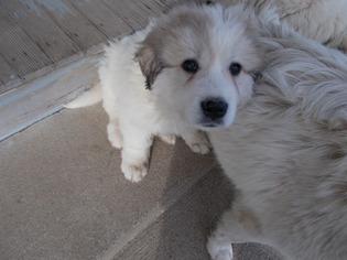Great Pyrenees Puppy for sale in MINERVA, OH, USA