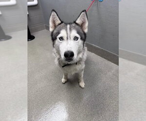 Siberian Husky-Unknown Mix Dogs for adoption in Las Vegas, NV, USA