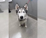 Small Siberian Husky Mix