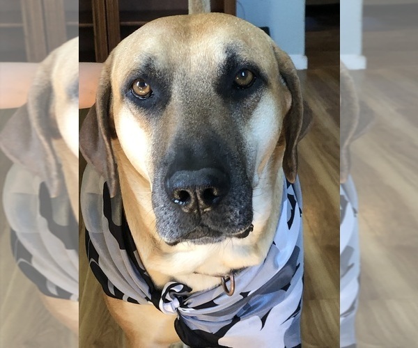 Medium Photo #5 Black Mouth Cur Puppy For Sale in AUBURN, NY, USA