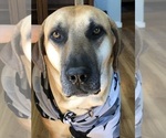 Small Photo #5 Black Mouth Cur Puppy For Sale in AUBURN, NY, USA