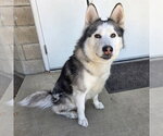 Small Siberian Husky