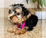 Small Photo #6 Yorkshire Terrier Puppy For Sale in RIVERSIDE, CA, USA