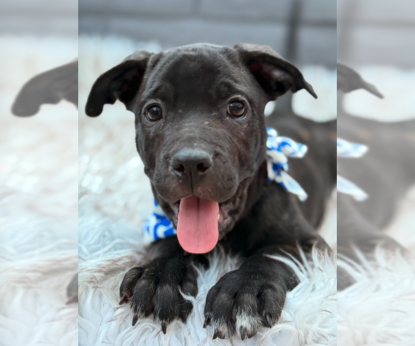 Medium Photo #2 Mutt Puppy For Sale in Goodyear, AZ, USA