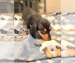 Litter of 5 - Male(s) and Female(s) DachshundLitter of Puppies for Sale - Photo #7