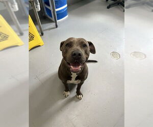 American Pit Bull Terrier-Unknown Mix Dogs for adoption in Corpus Christi, TX, USA