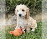 Small #1 Bichpoo