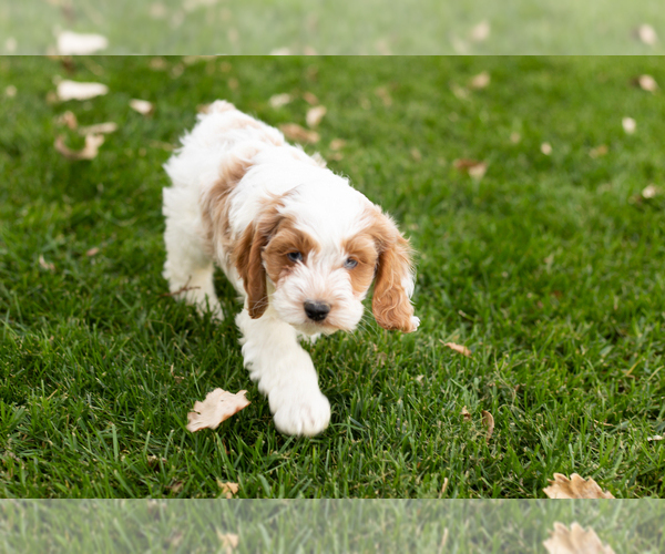 Medium Photo #10 Cocker Spaniel-Poodle (Miniature) Mix Puppy For Sale in NAPPANEE, IN, USA