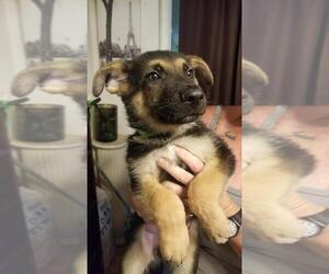 German Shepherd Dog Puppy for sale in EAGLE POINT, OR, USA