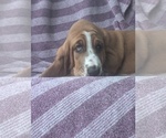 Puppy Cypress Basset Hound