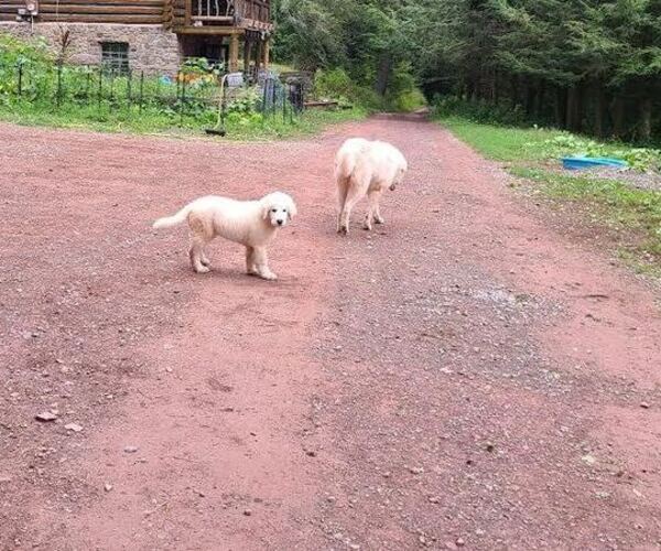 Medium Photo #2 Maremma Sheepdog Puppy For Sale in NORTH BRANCH, NY, USA
