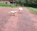 Small #1 Maremma Sheepdog