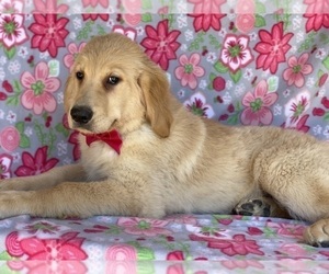 Golden Retriever Puppy for sale in LANCASTER, PA, USA