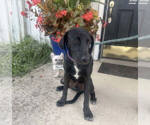 Labrador Retriever-Unknown Mix Dogs for adoption in Westwood, NJ, USA