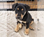 Small #1 Mutt