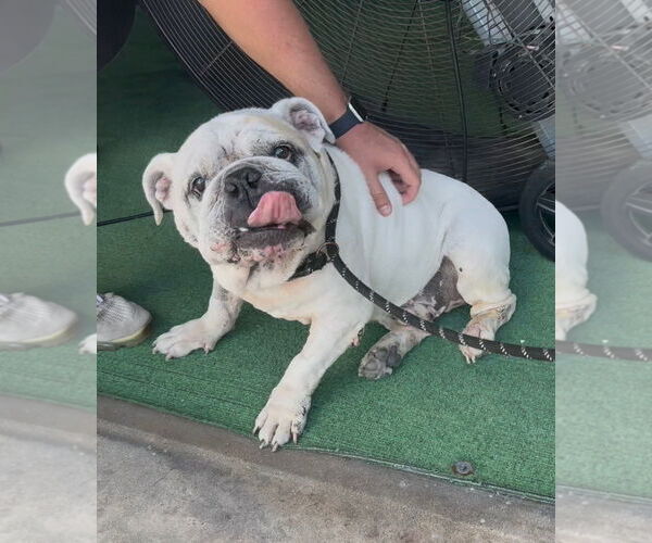 Medium Photo #1 Bulldog Puppy For Sale in Sanford, FL, USA