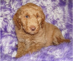 Miniature Labradoodle Puppy for sale in LA HABRA, CA, USA