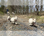 Small Photo #2 German Shepherd Dog Puppy For Sale in WASHINGTON, NJ, USA
