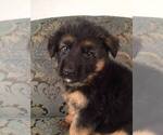 Small Photo #9 German Shepherd Dog Puppy For Sale in COLETA, IL, USA