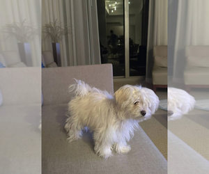 Maltese Puppy for sale in DETROIT, MI, USA