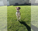 Small #1 Mutt