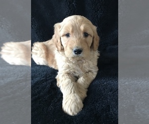 Goldendoodle Puppy for Sale in HARRISONBURG, Virginia USA