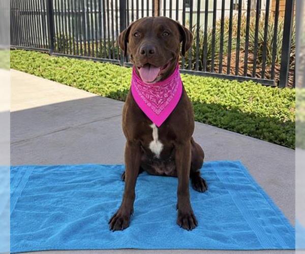 Medium Photo #2 Labrador Retriever-Unknown Mix Puppy For Sale in Orange, CA, USA