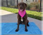 Small Photo #2 Labrador Retriever-Unknown Mix Puppy For Sale in Orange, CA, USA