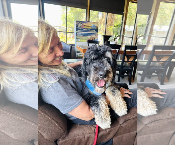 Medium Photo #4 Bernedoodle Puppy For Sale in Valrico, FL, USA