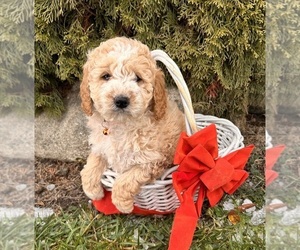 Cockapoo (Miniature) Puppy for sale in MIDDLEBURY, IN, USA