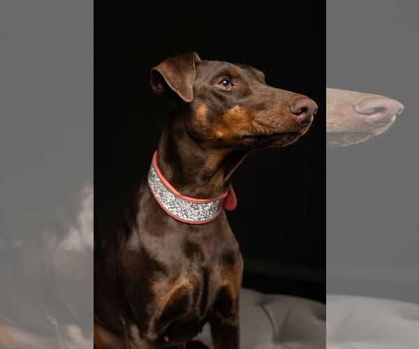 Medium Photo #13 Doberman Pinscher Puppy For Sale in Buffalo, MN, USA