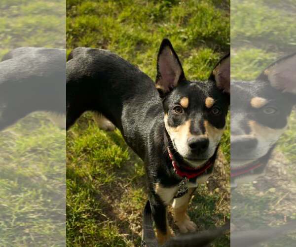 Medium Photo #4 Mutt Puppy For Sale in Pottstown, PA, USA
