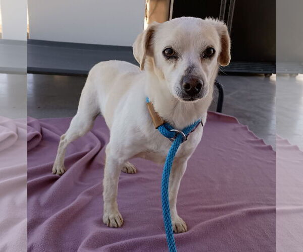 Medium Photo #6 Beagle-Chihuahua Mix Puppy For Sale in Apple Valley, CA, USA