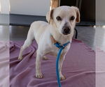 Small #5 Beagle-Chihuahua Mix