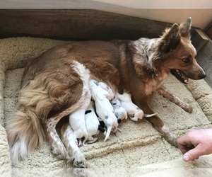 Mother of the Border Collie puppies born on 03/14/2022