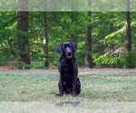 Small #26 Labrador Retriever