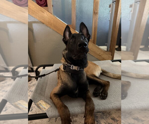 Medium Photo #5 Mutt Puppy For Sale in Imlay City, MI, USA