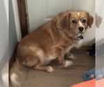Small #1 Cavalier King Charles Spaniel Mix