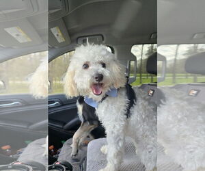 Maltipoo Dogs for adoption in Columbus, IN, USA