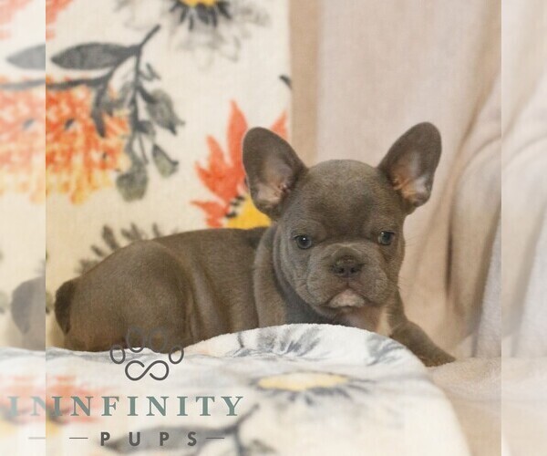Medium Photo #3 French Bulldog Puppy For Sale in GAP, PA, USA