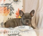 Small #2 French Bulldog