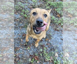 Bowser Ellis - Male Mutt Dog for Adoption - Photo #3