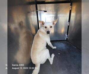 Labrador Retriever-Unknown Mix Dogs for adoption in San Antonio, TX, USA