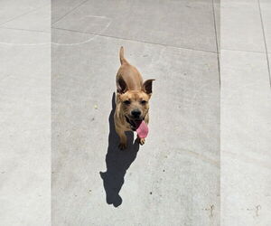 Mutt Dogs for adoption in Maquoketa, IA, USA