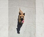 Small Mutt